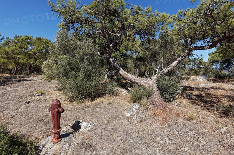 Old hydrant for fire-fighting water in withered vegetation