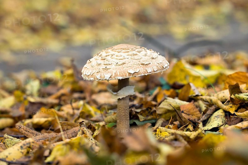 Giant parasol mushroom