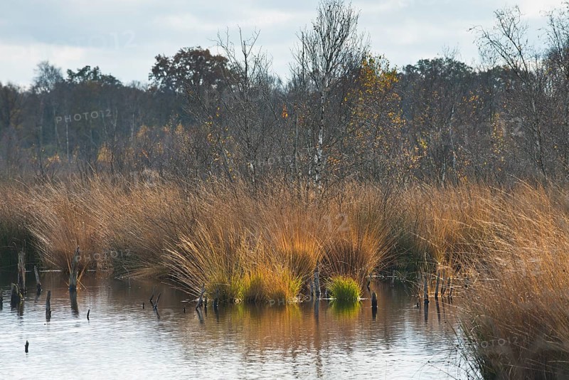 Autumn moorland