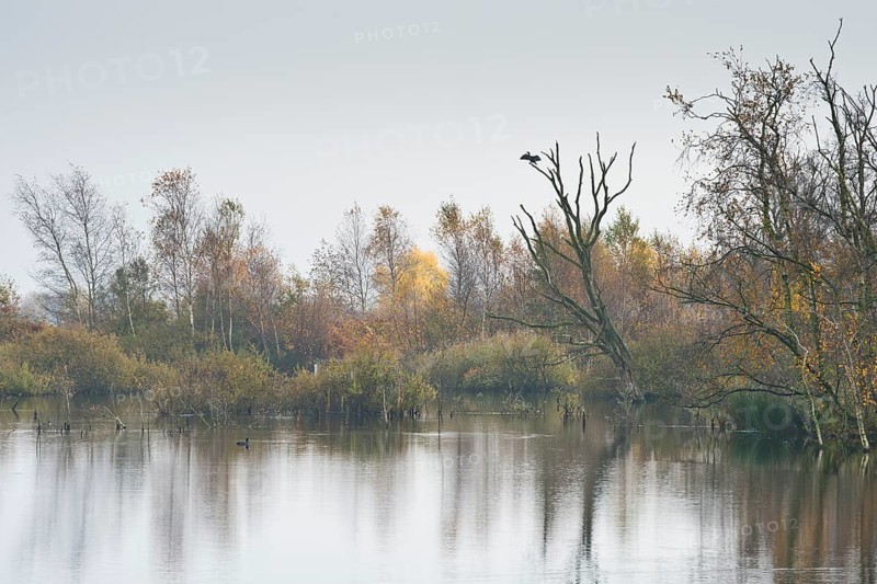 Moorland