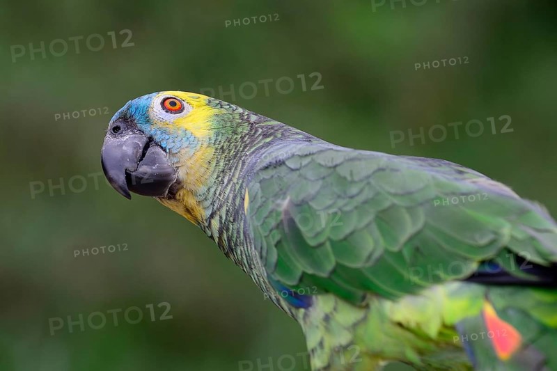 Blue-fronted amazon