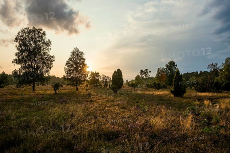 Flowering heath and juniper