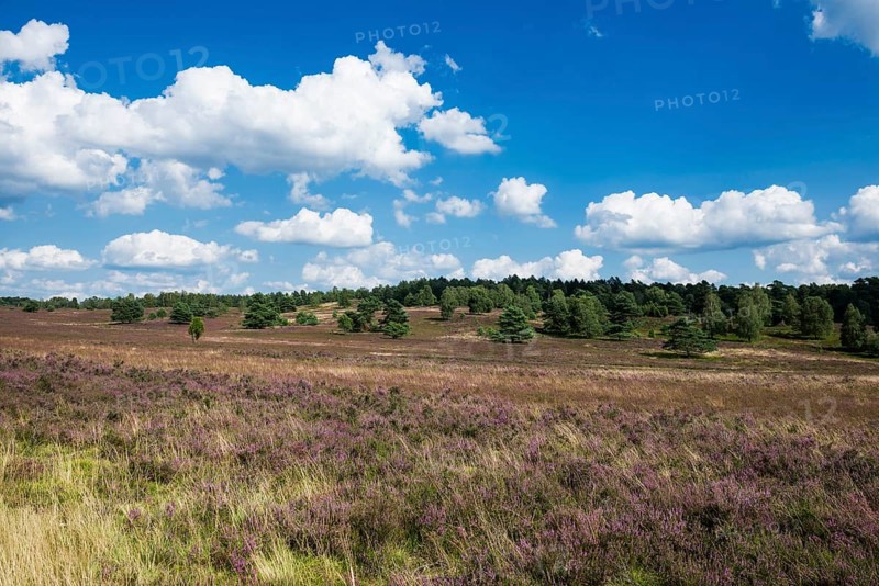 Flowering heath