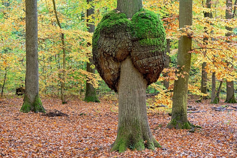 Oak