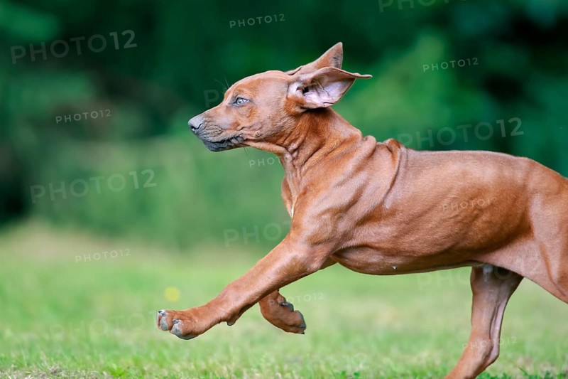 Rhodesian Ridgeback domestic dog