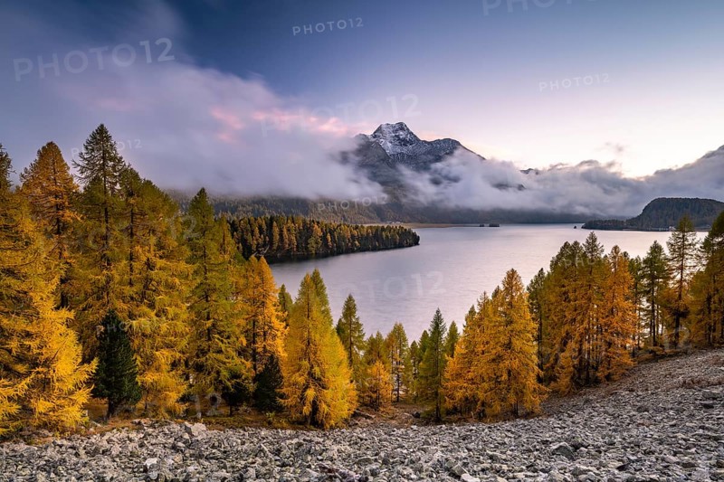 Autumn larch forest above Lake Sils