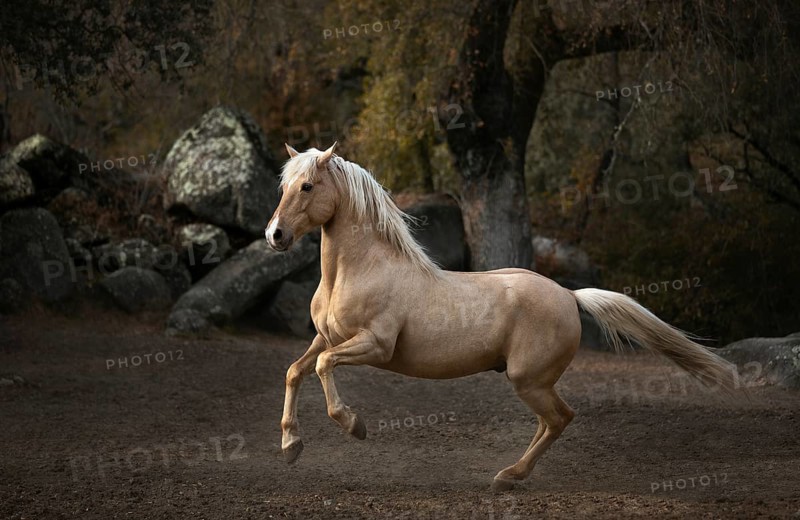 Spanish Palomino Stallion