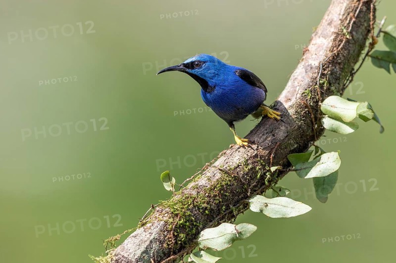 Shining honeycreeper