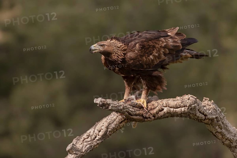 Golden eagle