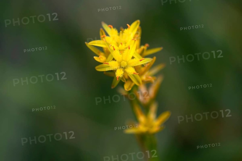 Bog Asphodel