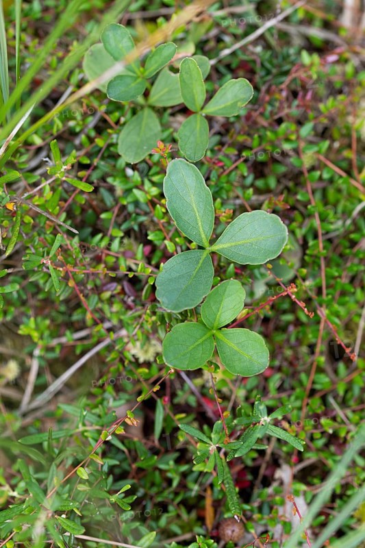 Bog bean