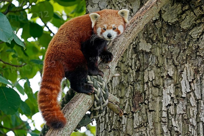 Red panda