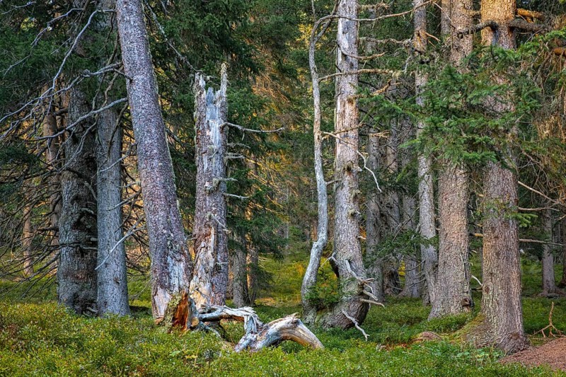 European spruce