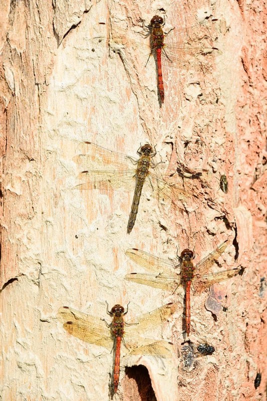 Ruddy darter
