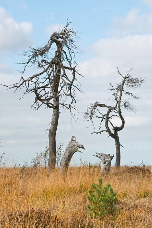 Dead scots pine