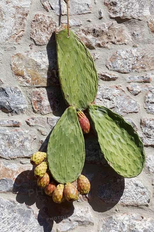 Part of a prickly pear with fruit