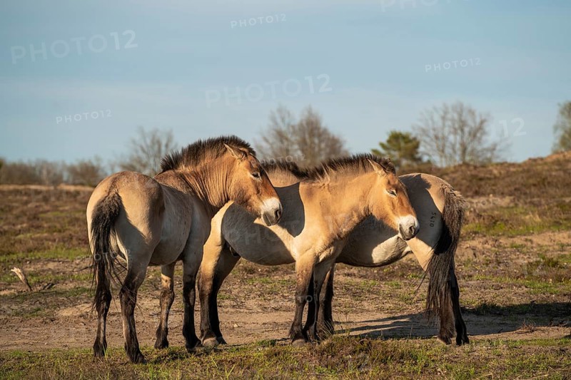 Przewalski's horses