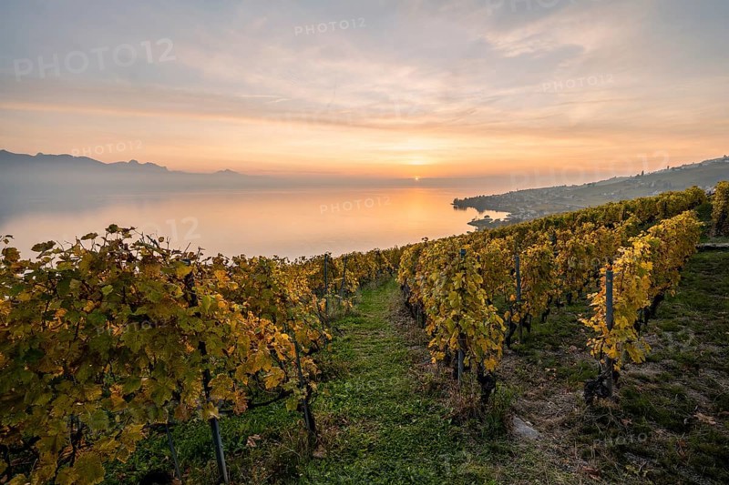 View of vineyards and Lake Geneva from the winegrowing village of Epesses