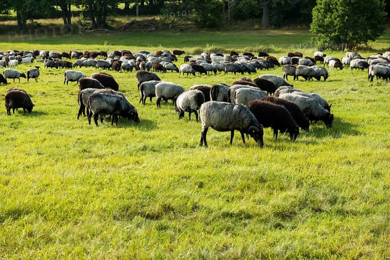 Heidschnuckenherde