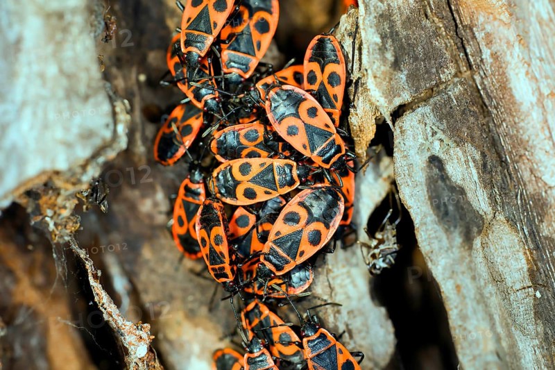 Fire bugs