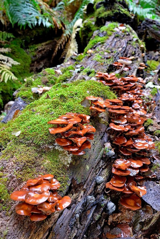 Kuehneromyces