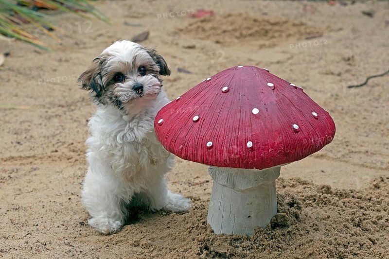 Bolonka Zwetna puppy next to a decorative toadstool