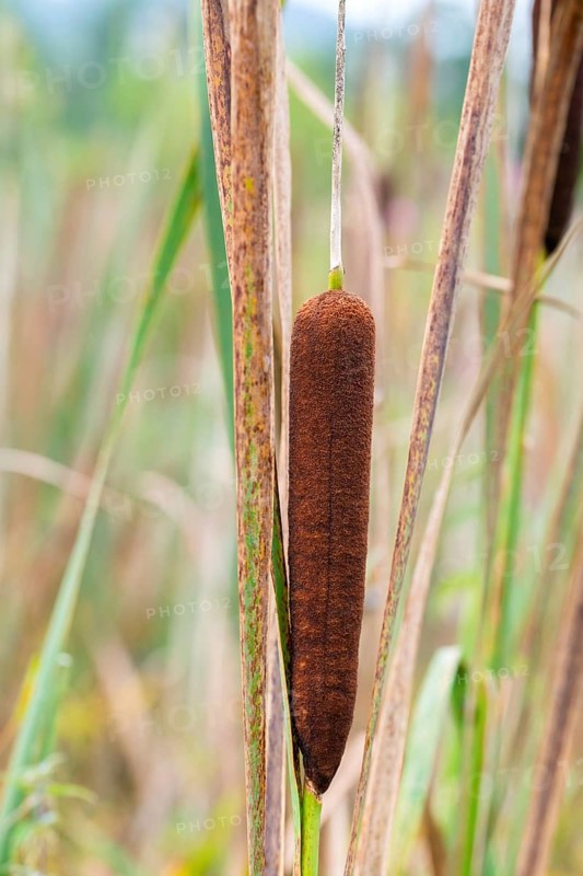 Bulrushes