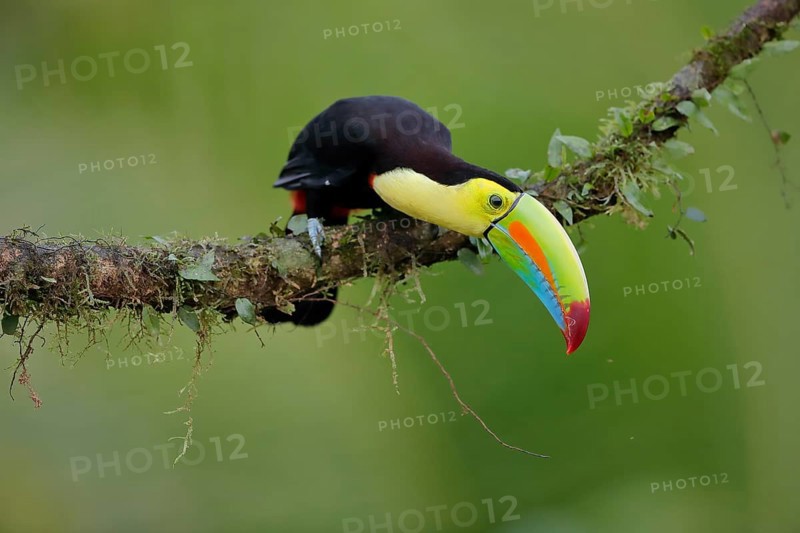 Fishing toucan also called Keel billed Toucan