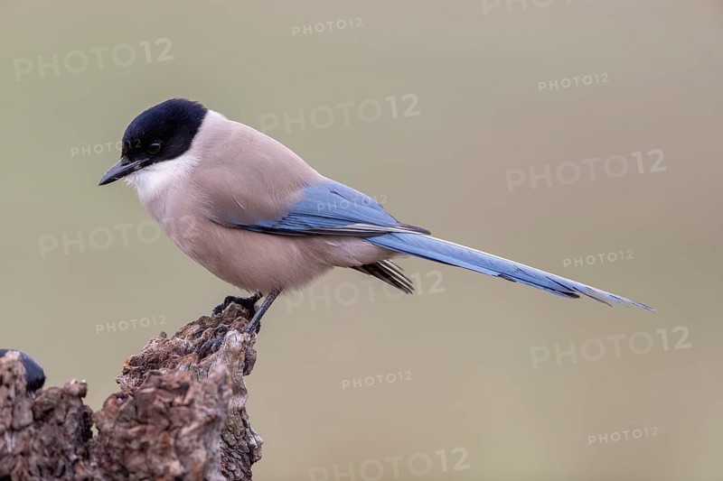 Azure-winged magpie