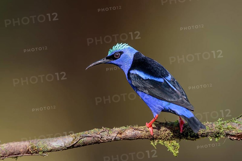 Turquoise Honeycreeper or Red-footed Honeycreeper