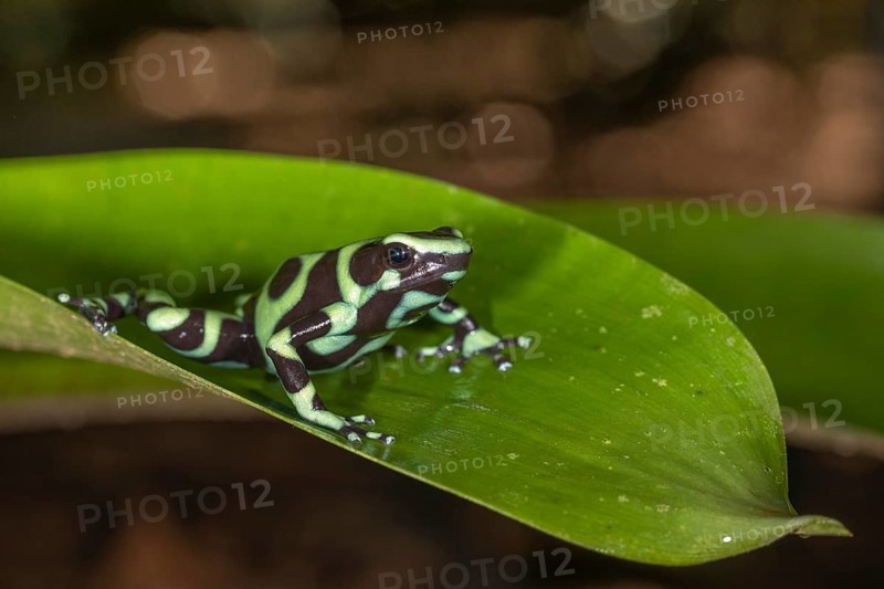 Green and black poison dart frog