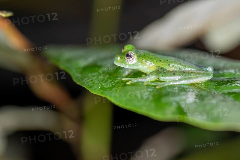 Emerald glass frog