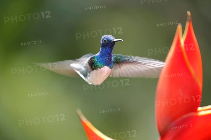 White necked jacobin