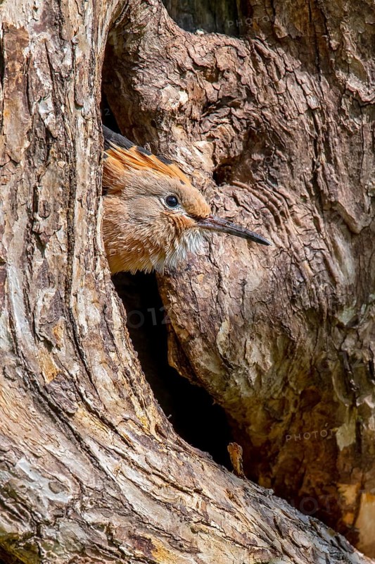 Hoopoe
