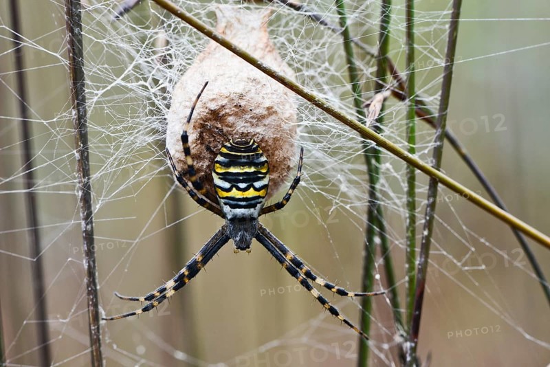 Wasp spider