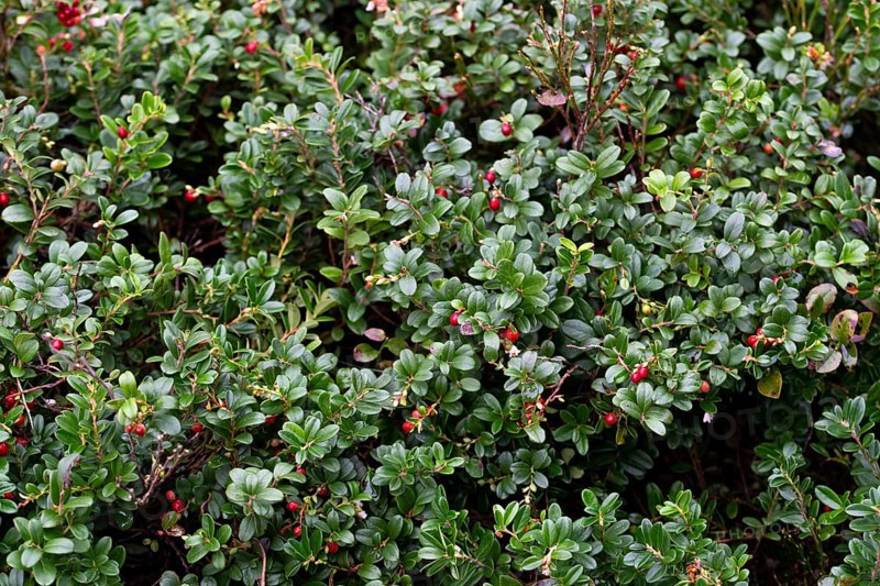 Lingonberry