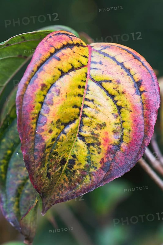 Japanese kousa dogwood