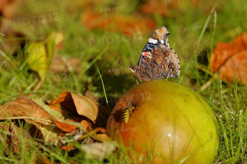 Red admiral