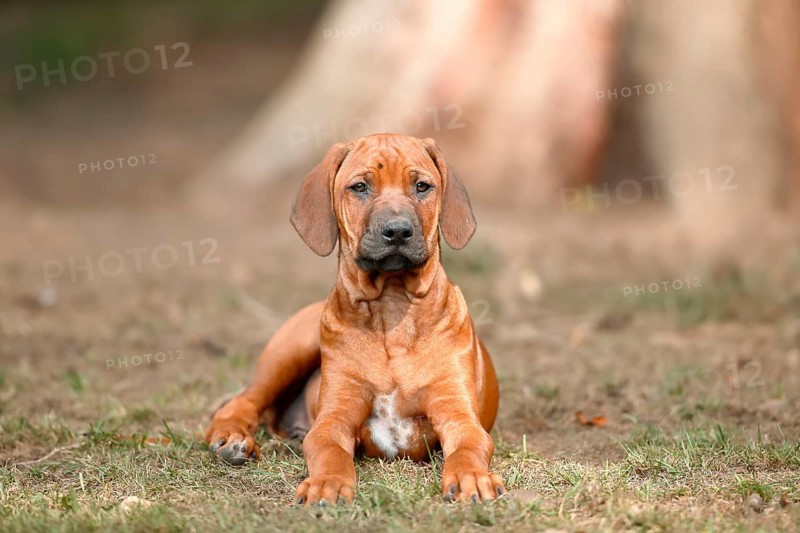 Rhodesian Ridgeback domestic dog