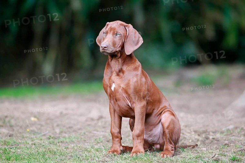 Rhodesian Ridgeback domestic dog