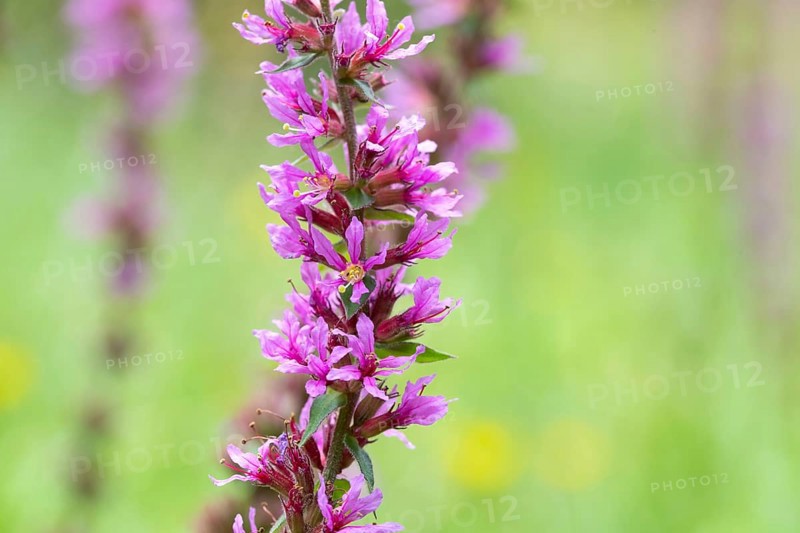 Purple loosestrife