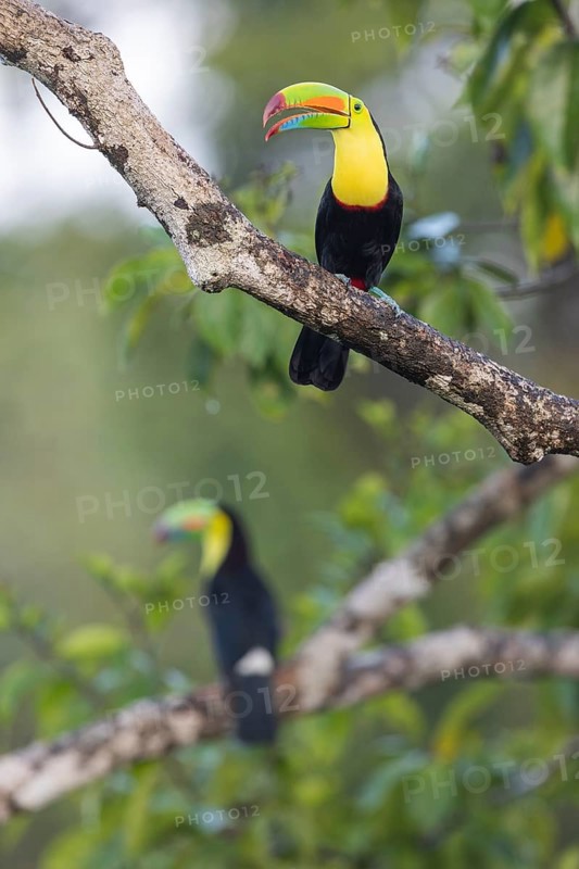 Fishing toucan also called Keel billed Toucan
