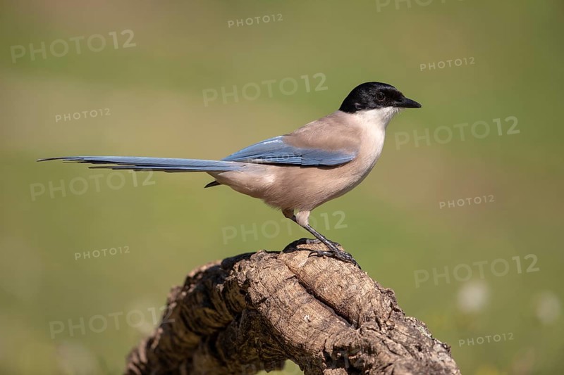 Azure-winged magpie