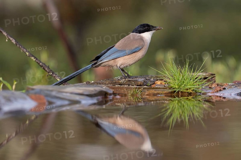 Azure-winged magpie