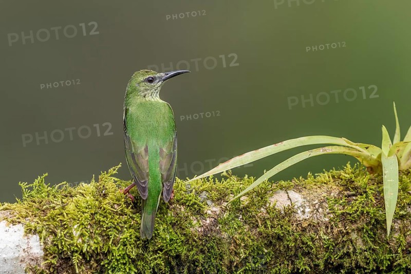 Shining honeycreeper