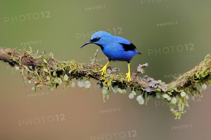 Shining honeycreeper