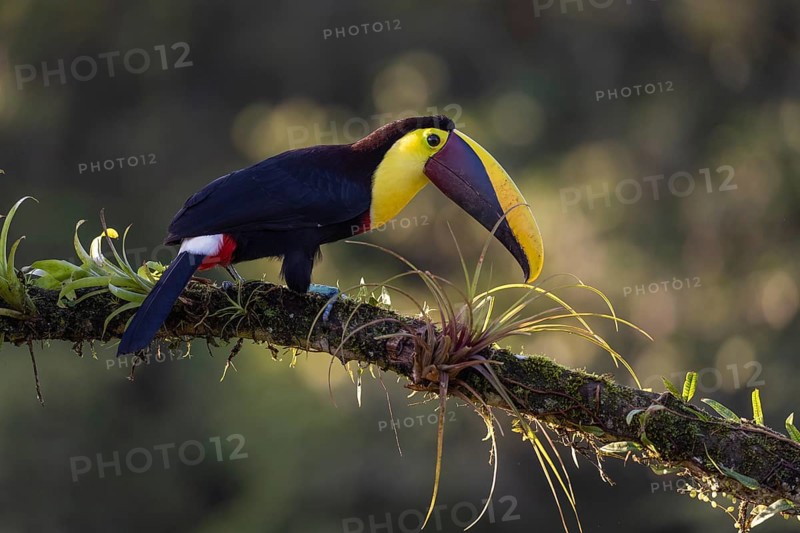 Swainson's toucan or Brown-backed toucan