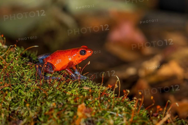 The strawberry poison-dart frog