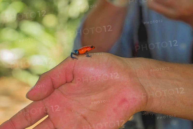 The strawberry poison-dart frog