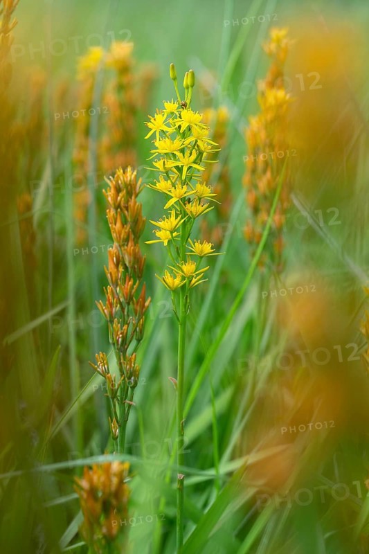 Bog Asphodel